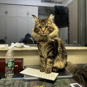 乌龟录像国际黄色三级片
