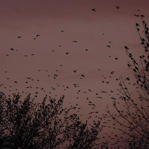 乌龟录像国际黄色三级片
